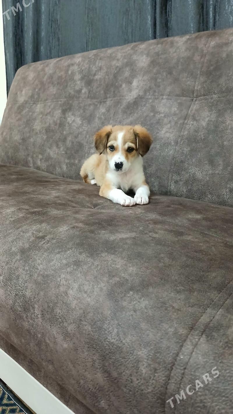 güjüjek - Mary - img 1