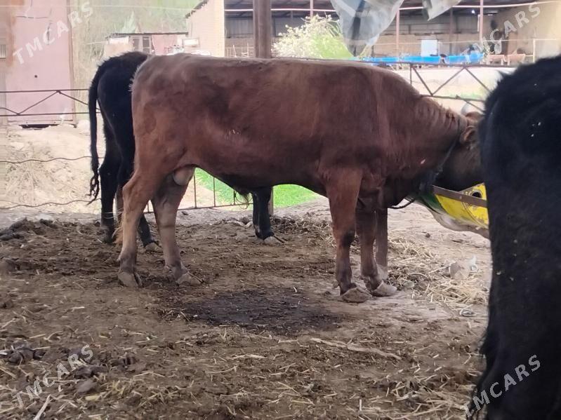 oküz - Wekilbazar - img 1