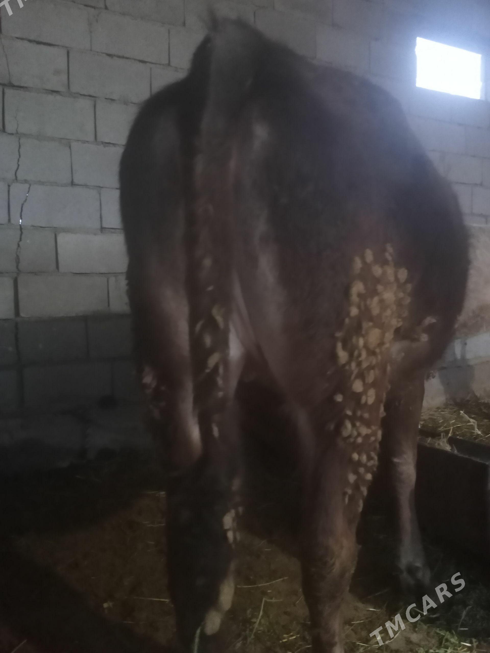 tüwe - Бахарден - img 1