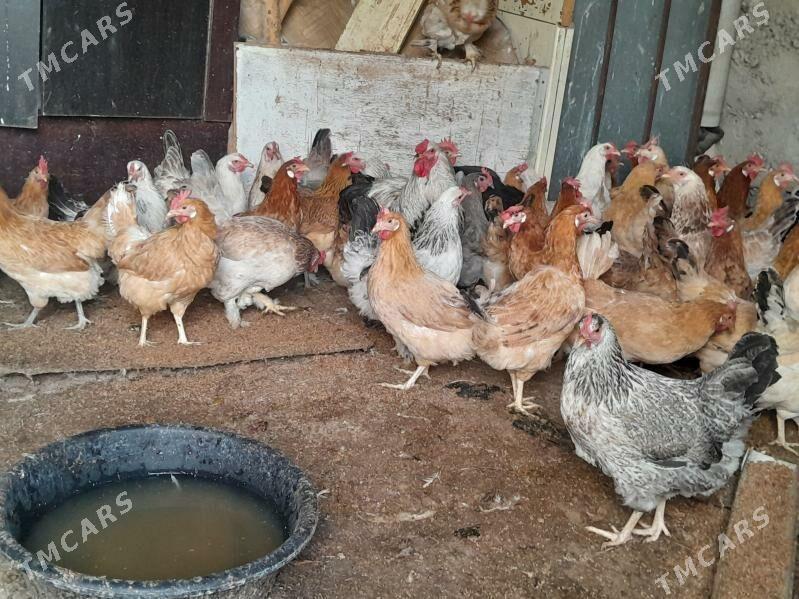 Towuk - Чоганлы - img 1