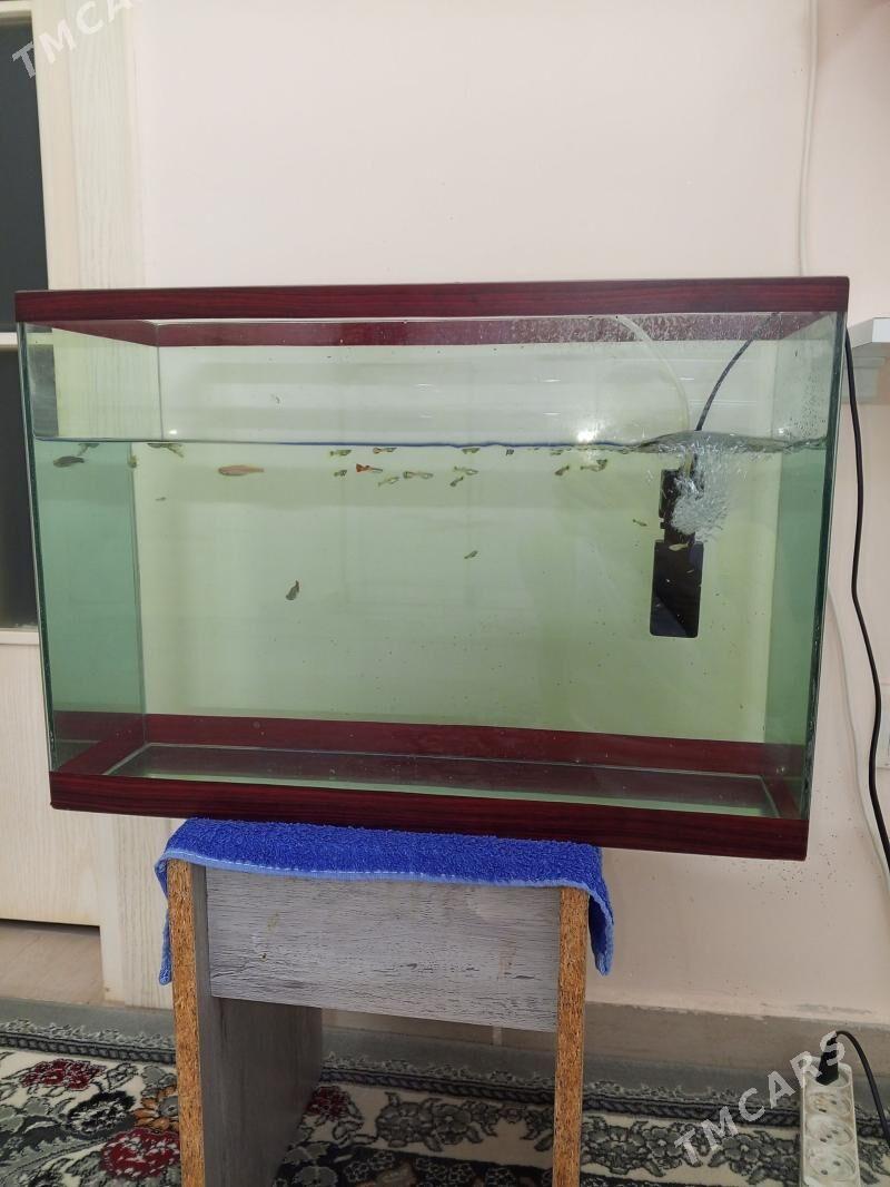 Аквариум - Туркменбаши - img 1