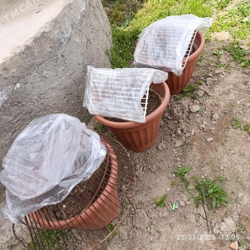 Hurma ajuwa Arab - Ашхабад - img 1