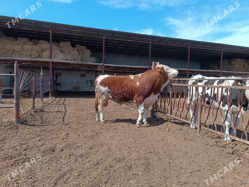 симментал окуз - Çärjew - img 1