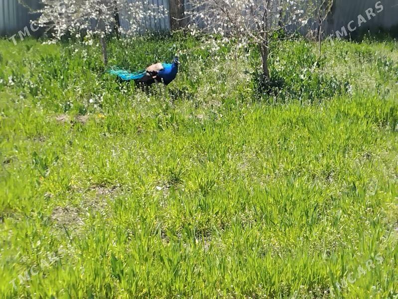 Tawus guş - Çärjew - img 1