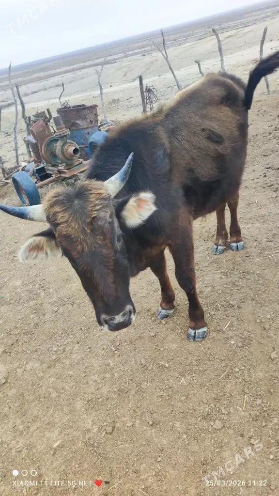 Okvz - Этрек - img 1