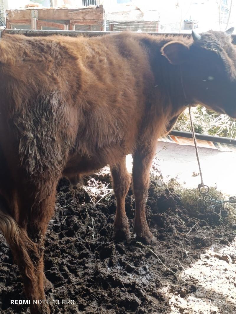 okuz - Туркменабат - img 1