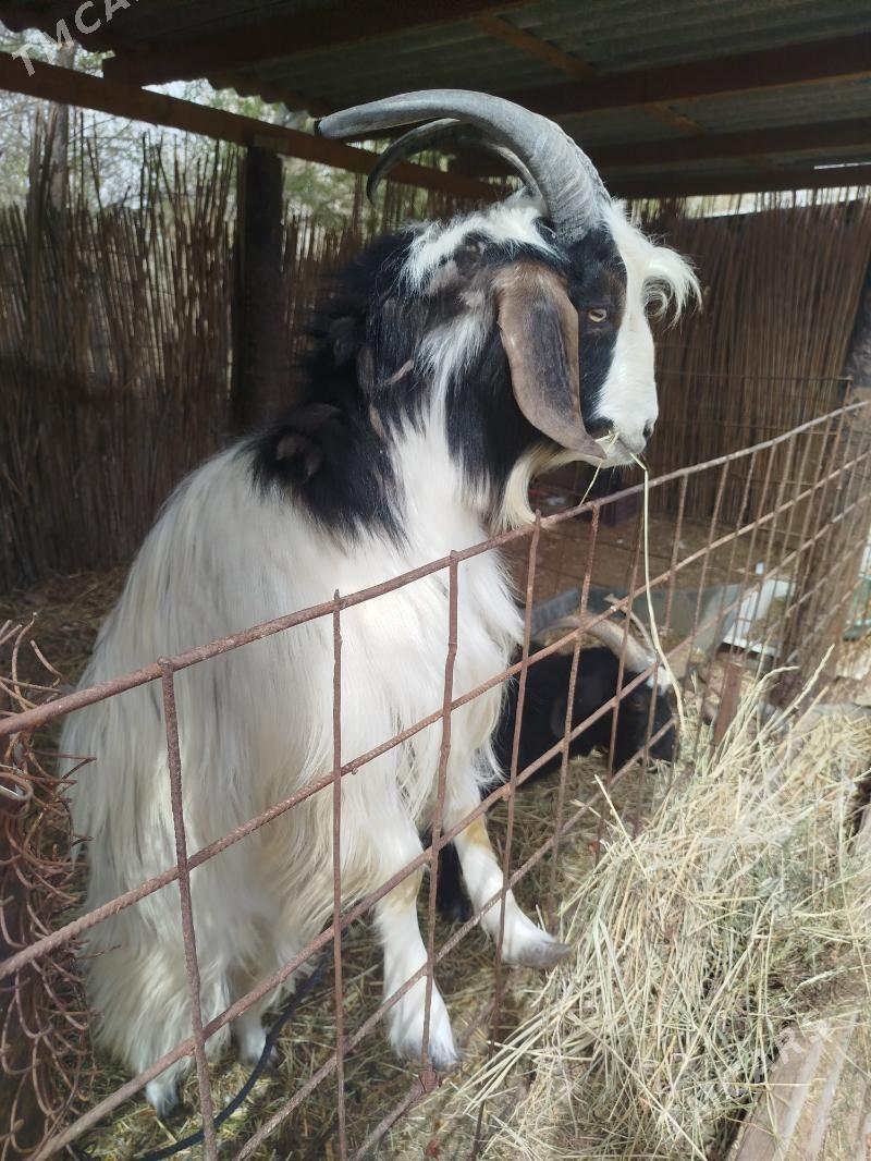 Geçi - Tejen - img 1