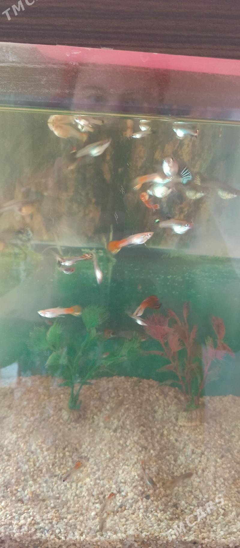 гуппи - Бузмеин ГРЭС - img 1