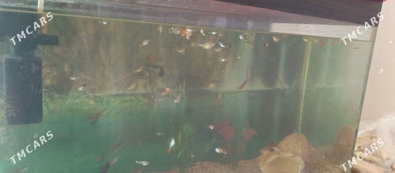 гуппи - Бузмеин ГРЭС - img 1