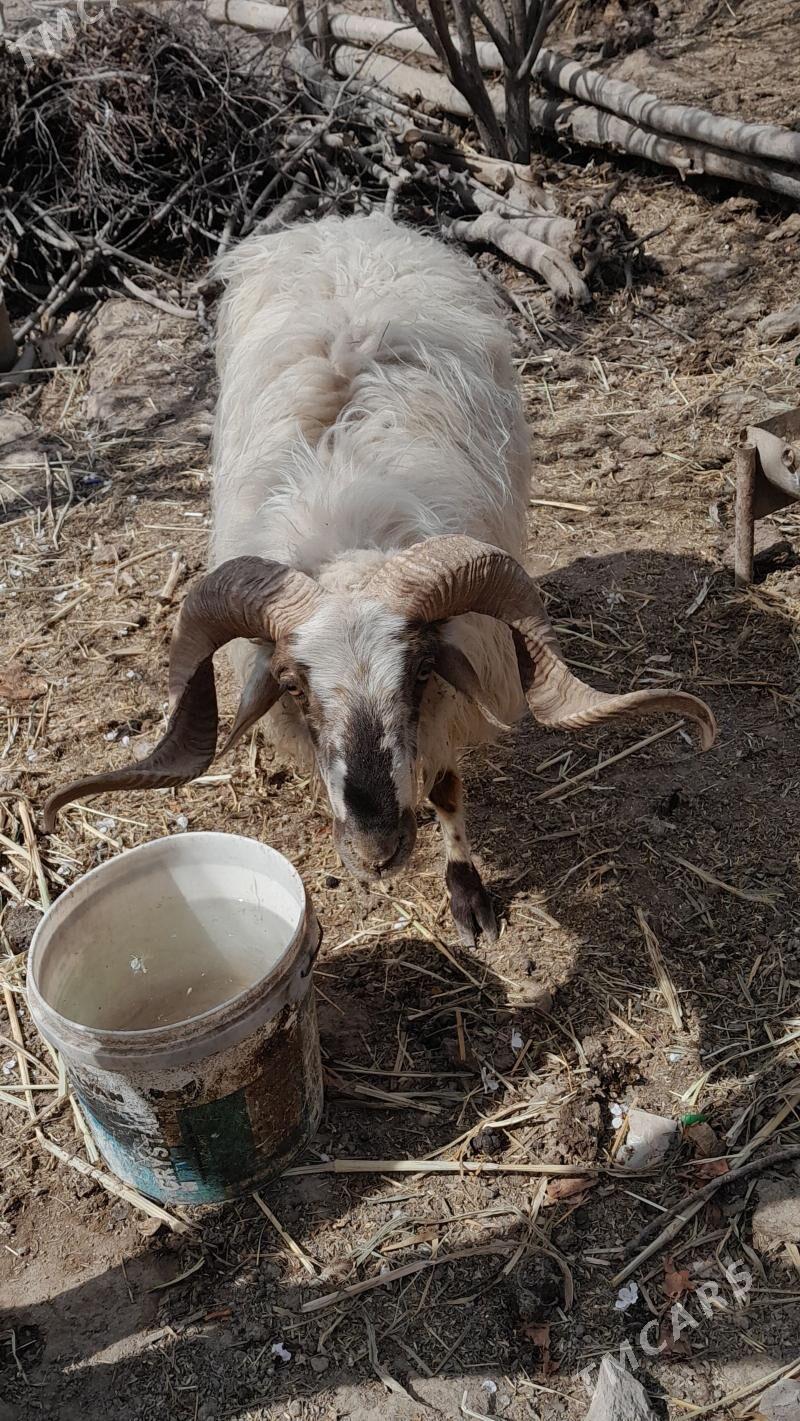 гоч - Şabat etr. - img 1