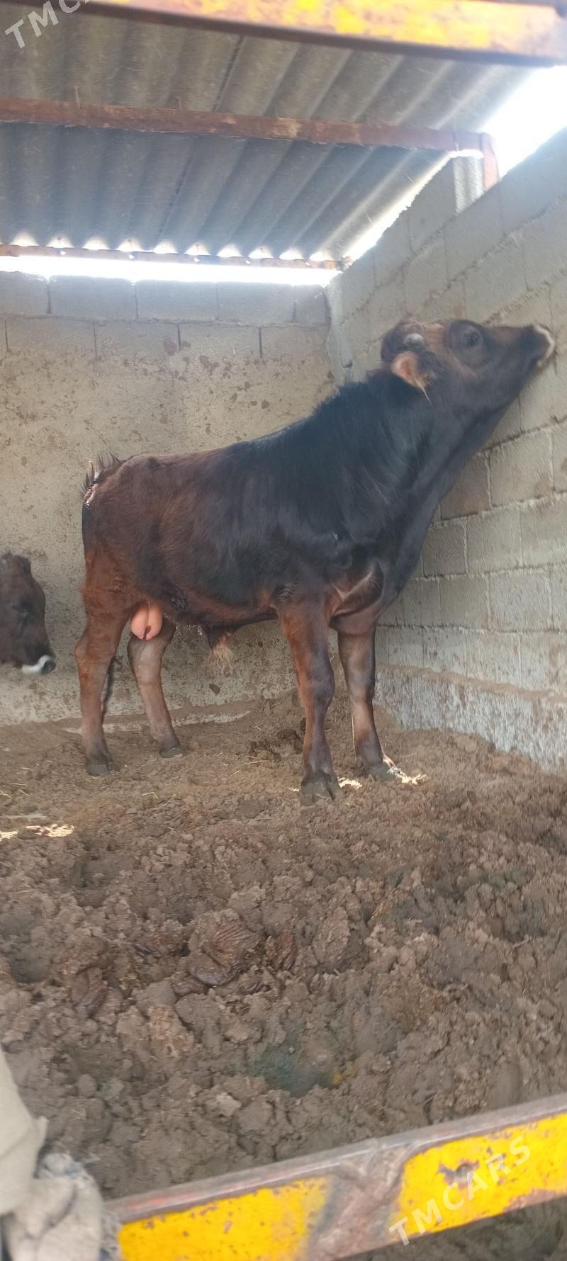 öküz 2sany - Анев - img 1