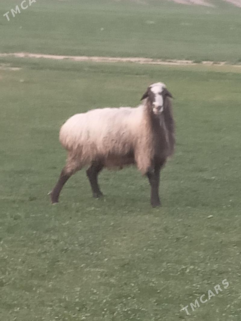 Goc - Анев - img 1