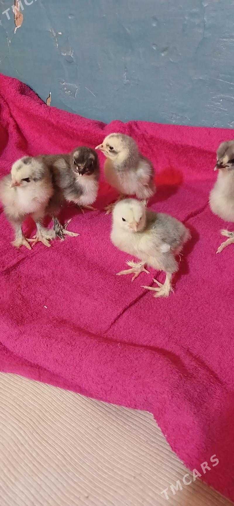 Brama juyje - Ашхабад - img 1