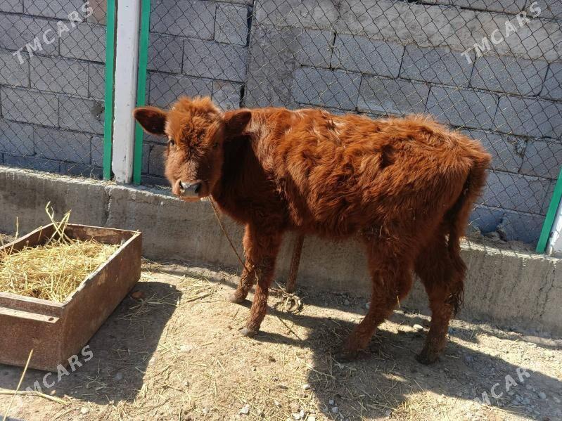 Tuwe - Гёкдже - img 1