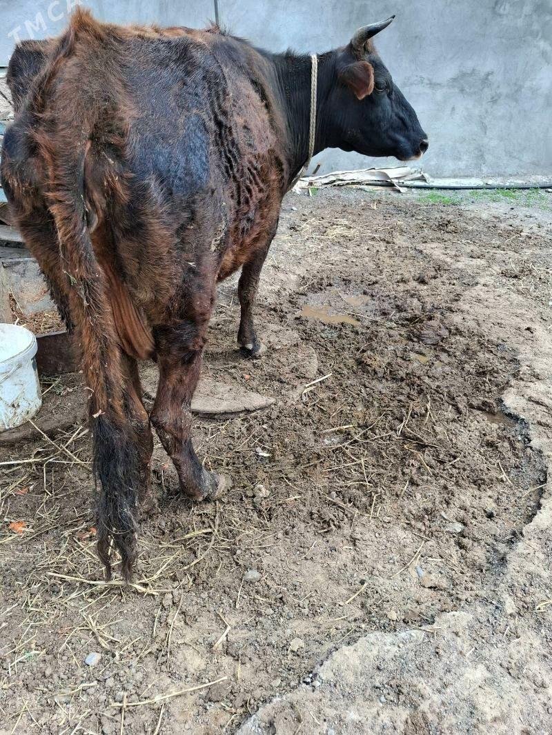 Swet goleli tohum sygyr - Ак-Бугдайский этрап - img 1