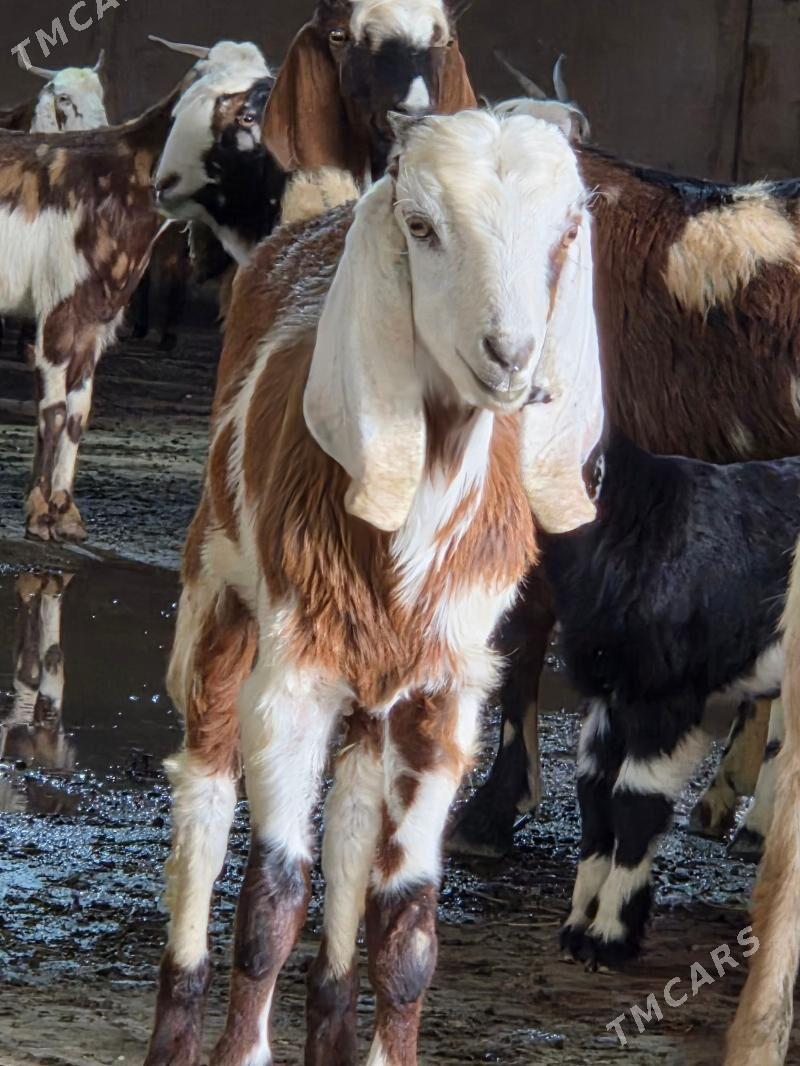 pakistan owlaklar - Ашхабад - img 1