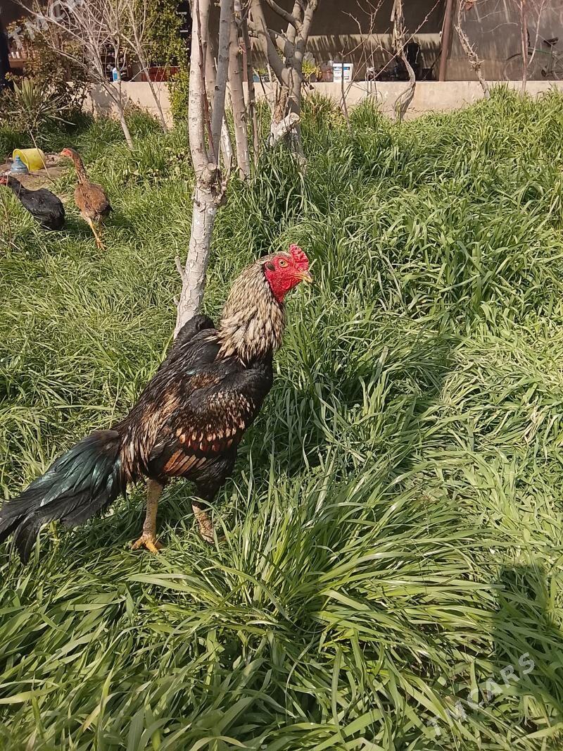 ÇAL BRAZIL - Туркменабат - img 1