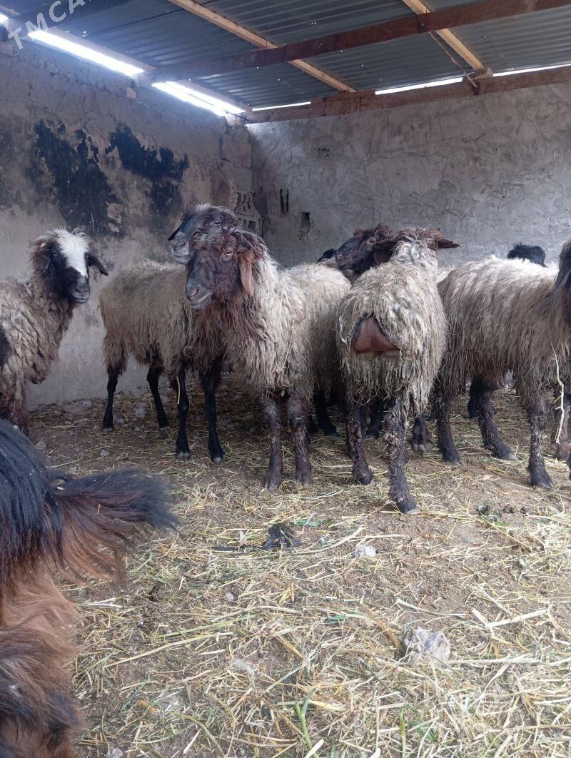 Goýun - Кипджак - img 1