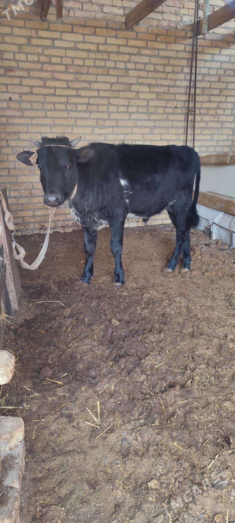 Ökuzçe - Туркменабат - img 1