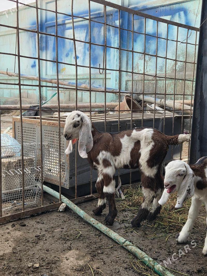 Pakistan owlak - Aşgabat - img 1