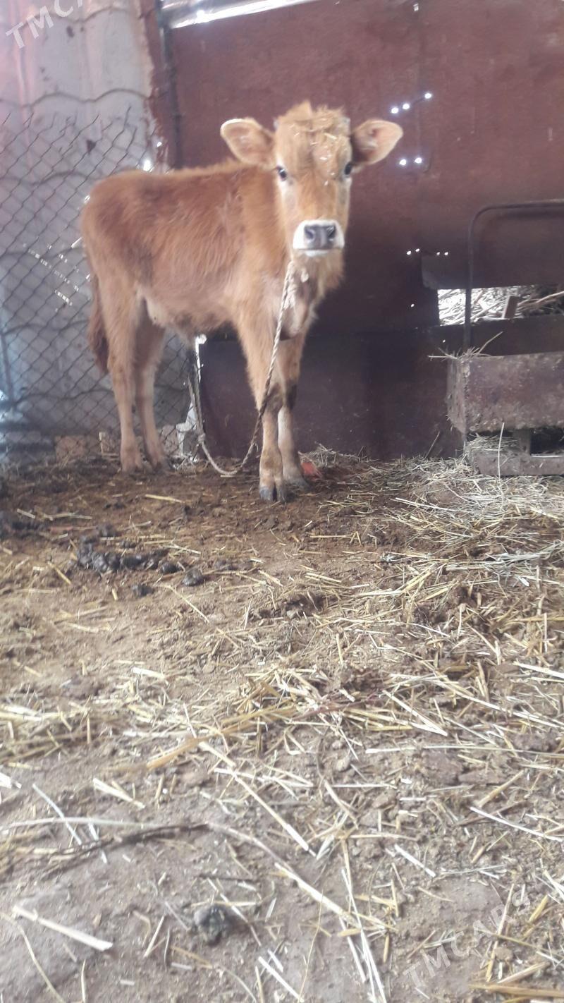 okuz - Gökdepe - img 1