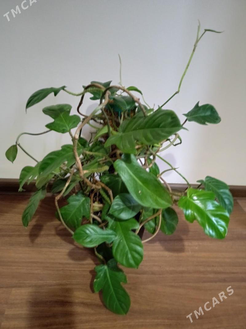 Отросток - Aşgabat - img 1