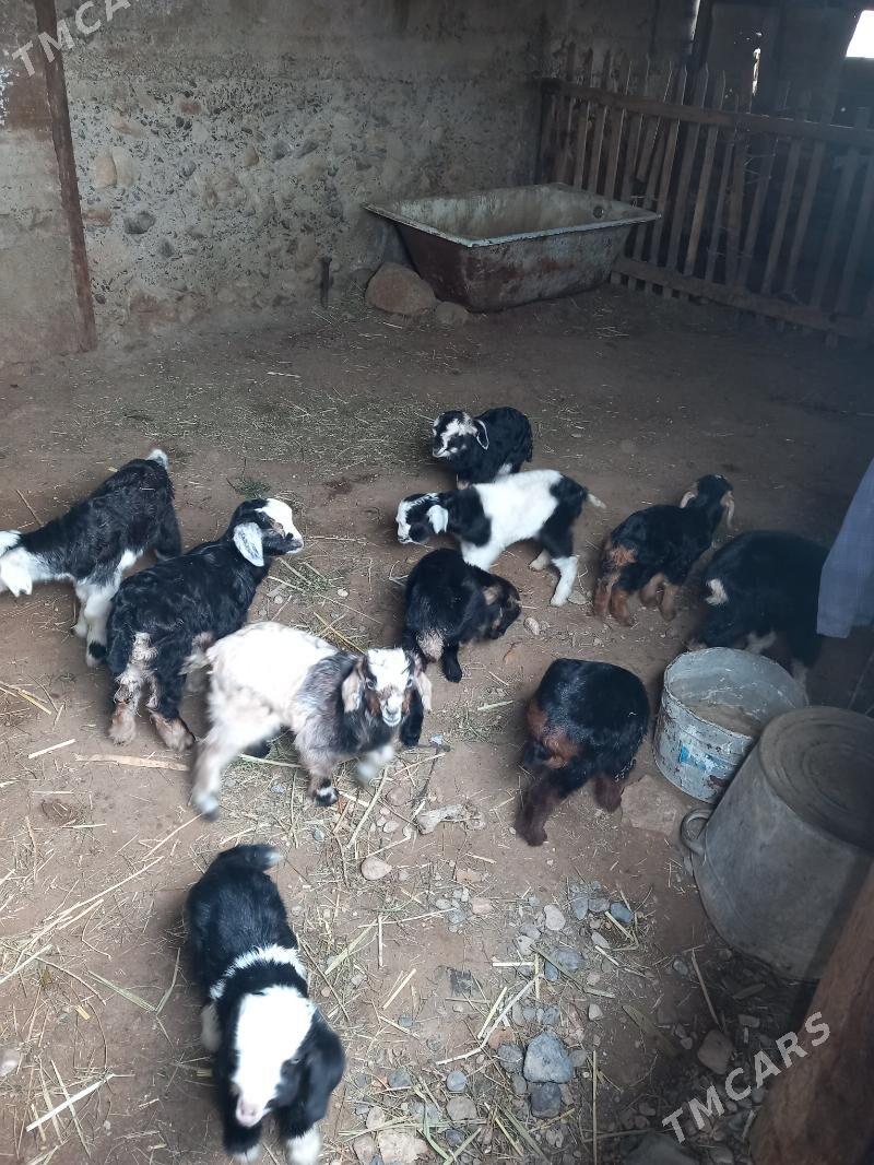 owlak - Gyzylarbat - img 1