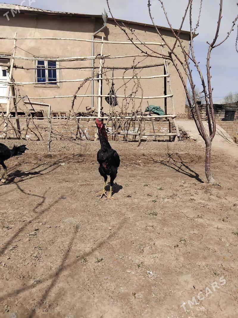 Хороз - Görogly (Tagta) - img 1