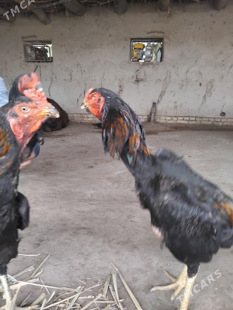 хороз - Гороглы (Тагта) - img 1