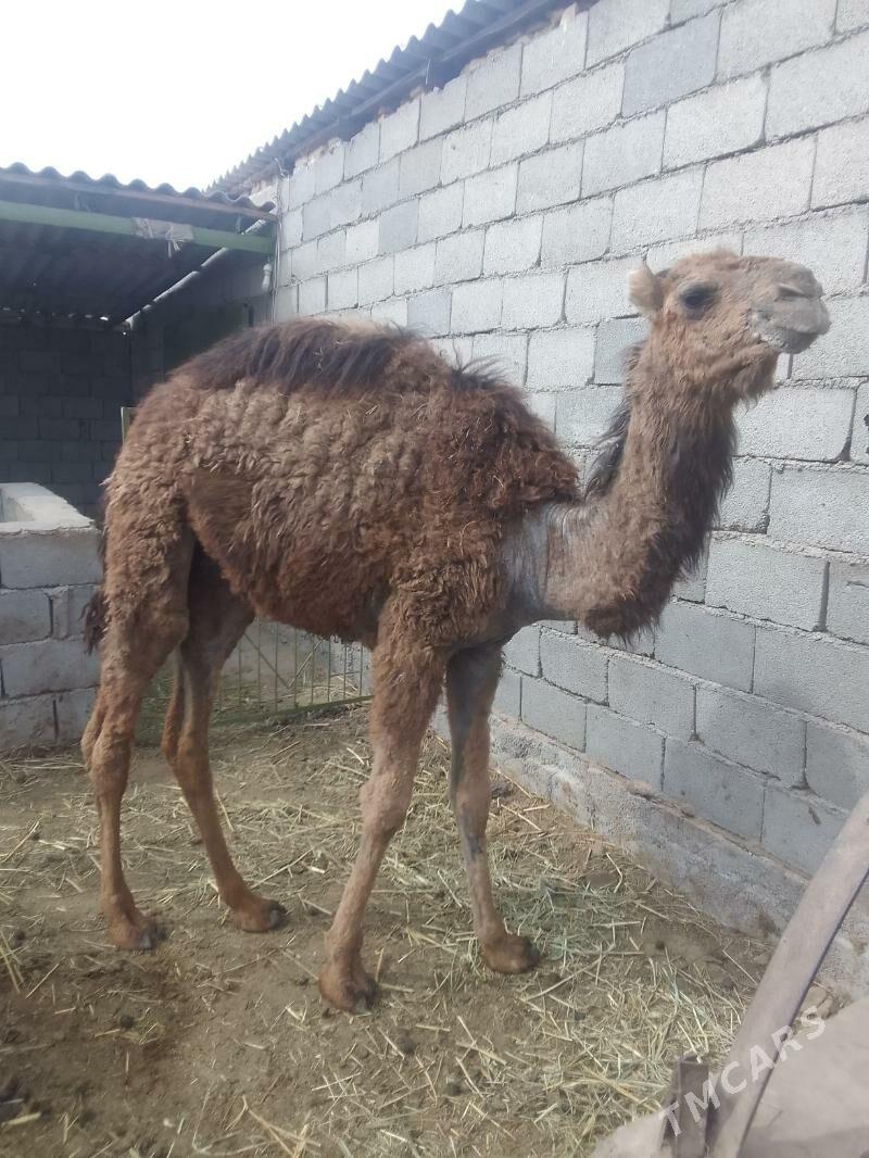 inen.torum - Теджен - img 1