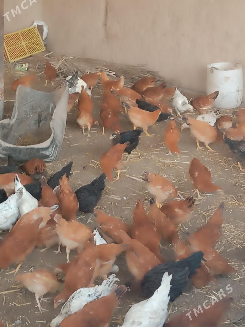 Jüýje - Гурбансолтан Едже - img 1