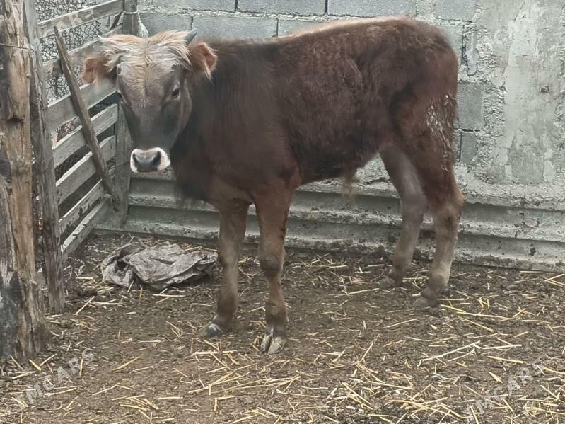 okuz - Gyzylarbat - img 1