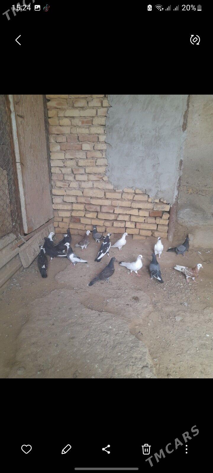 kepderi - Gyzylarbat - img 1