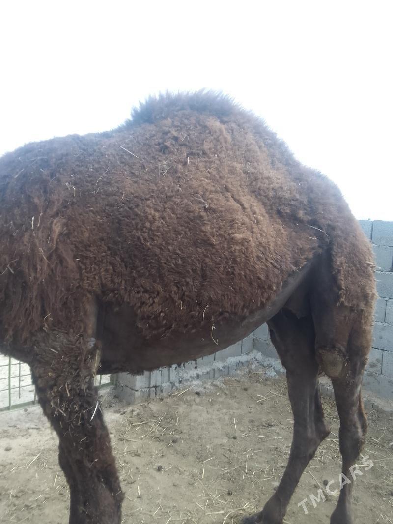 gysyr.düýe - Теджен - img 1