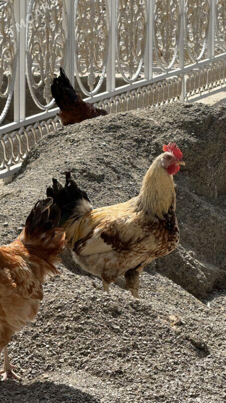 Horaz - Bäherden - img 1