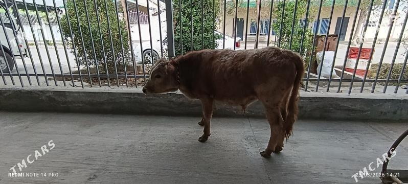 Okuz 1 yasan - Aşgabat - img 1