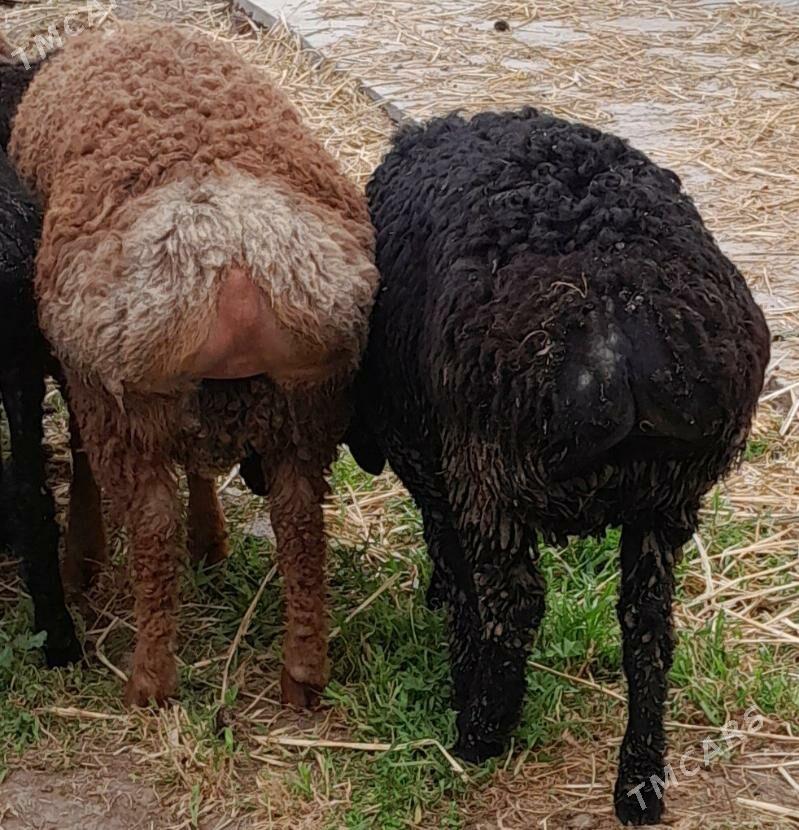 gisar goc - Bagyr - img 1