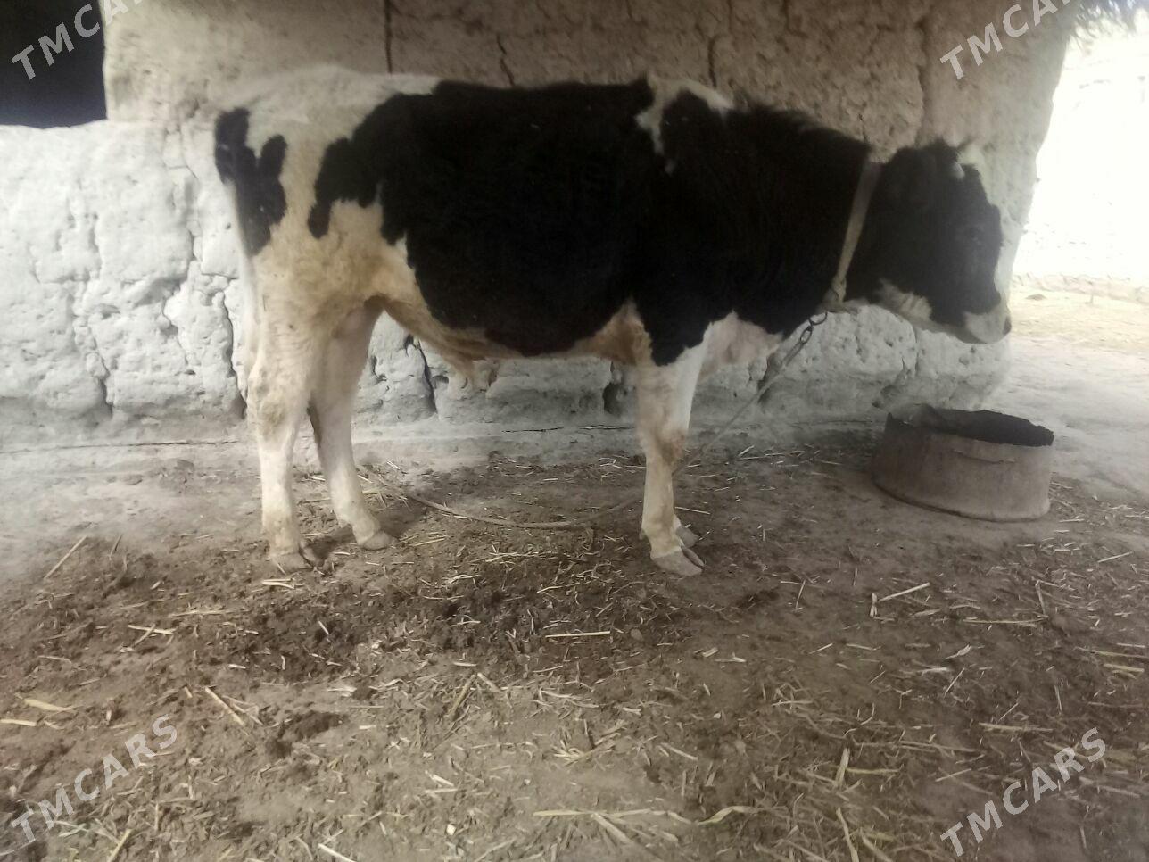 galiştin paroda öküz - Шабатский этрап - img 1