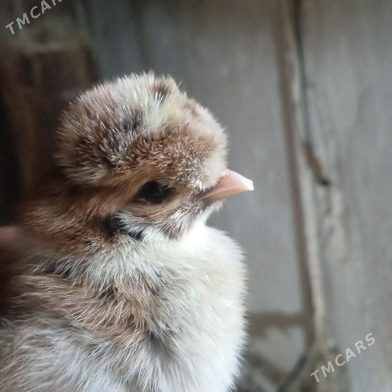 брой жуже - Sakar - img 1