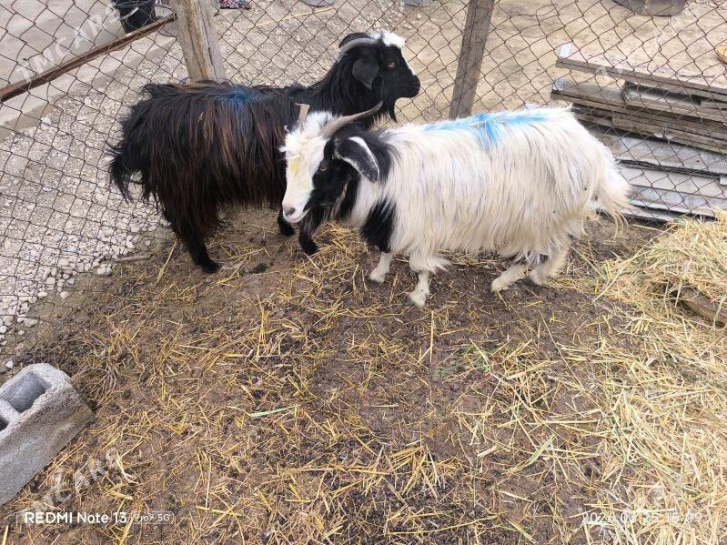 cewis - Бузмеин - img 1