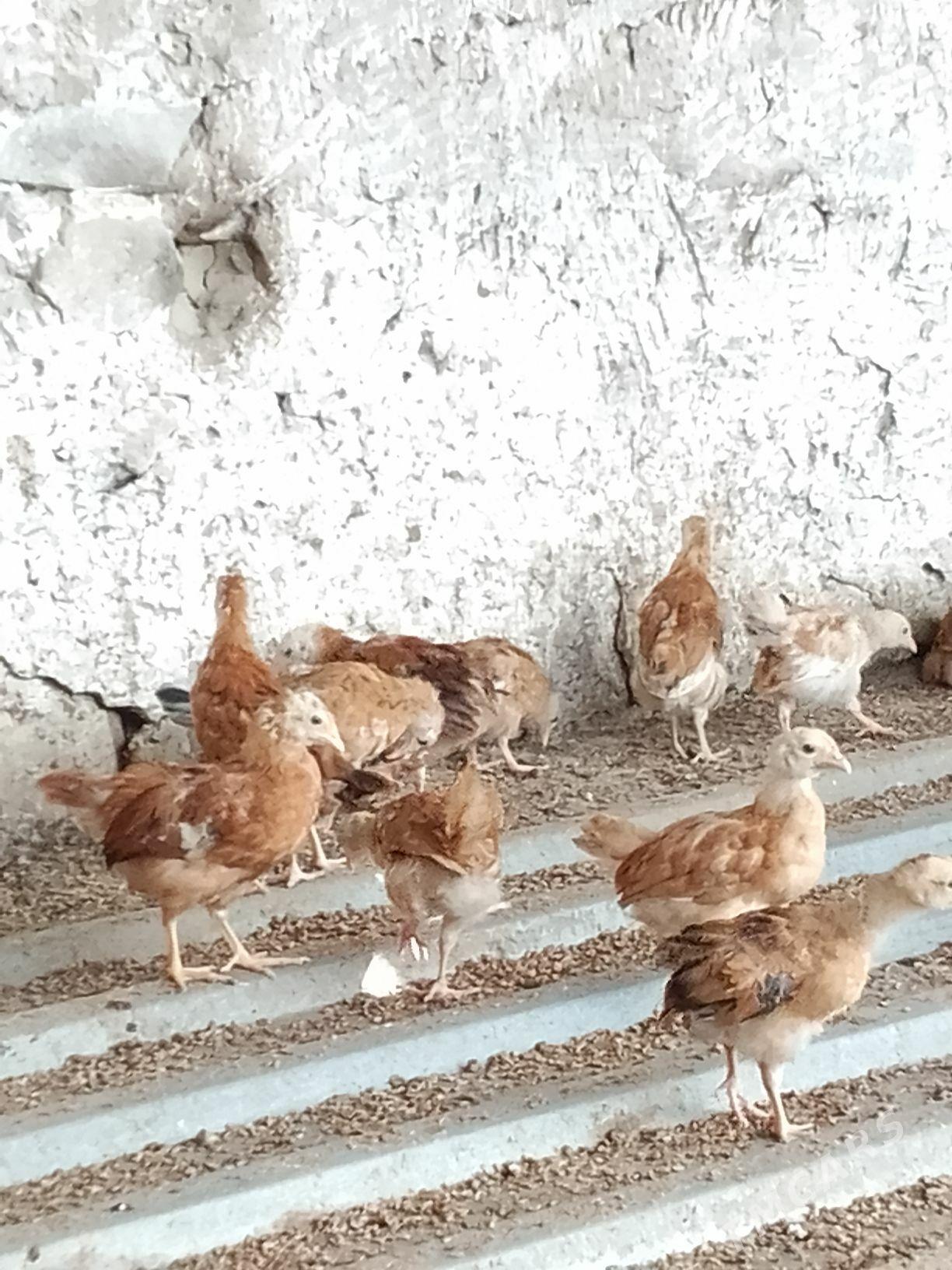 elin juje - Бахарден - img 1