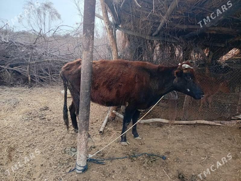 Goleli sygyr - Туркменгала - img 1