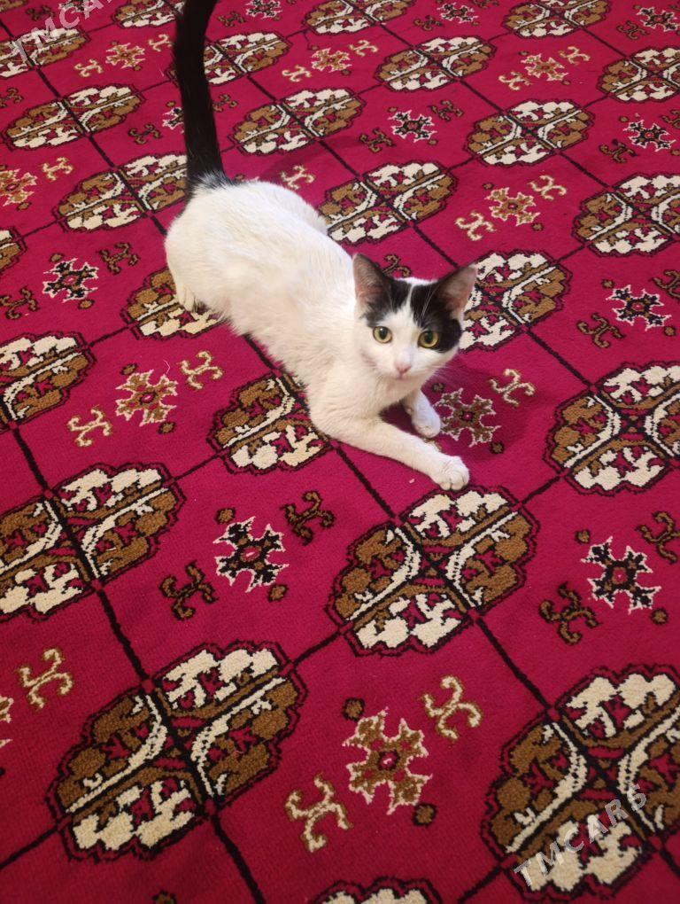 katyonk - Daşoguz - img 1