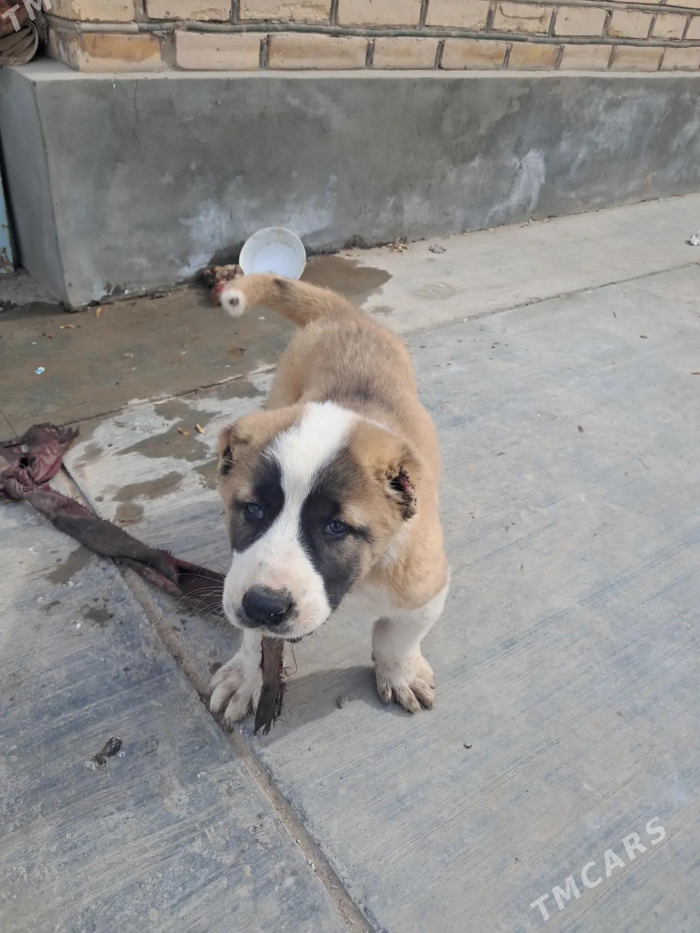 Turkmen it - Köneürgenç - img 1