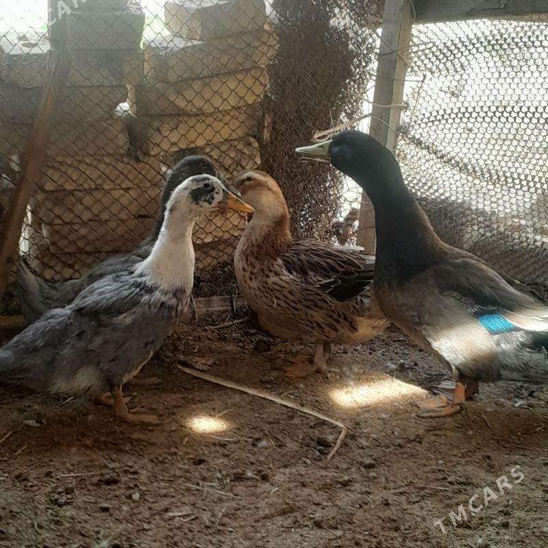 ordek - Мары - img 1