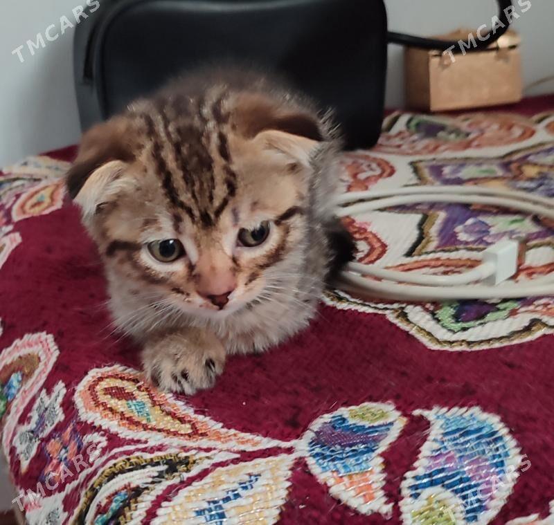 вислоухие котяты - Türkmenbaşy - img 1