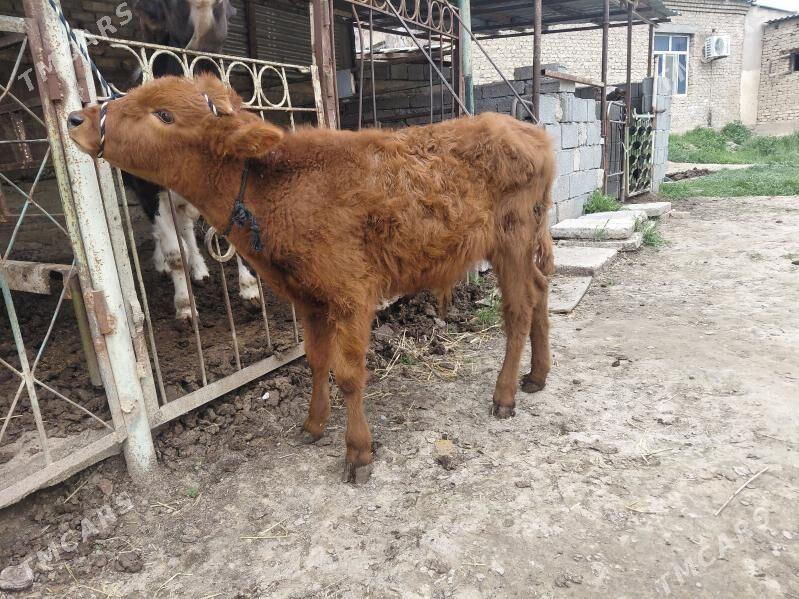 okuz - Aşgabat - img 1