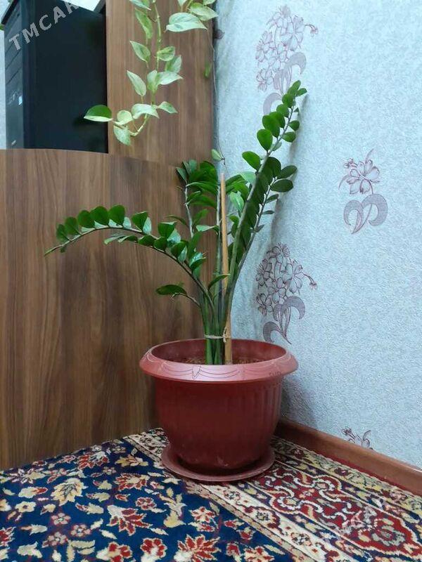 замиакулькас - Бузмеин ГРЭС - img 1