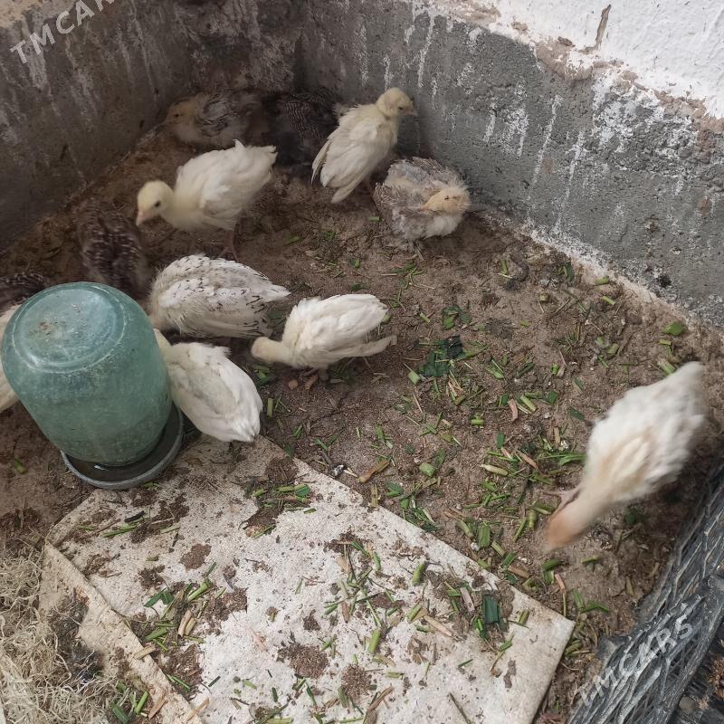 Induk june - Babadaýhan - img 1