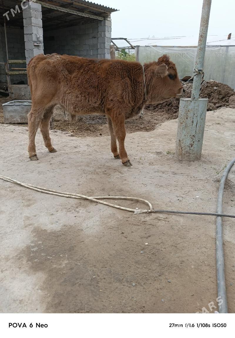 okizce - Херрикгала - img 1